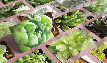 花客花園`系列花卡等